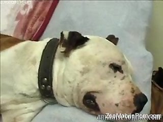Classic porn with animals at home with one slutty woman