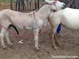 Animals fucking each other with a great deal of ion